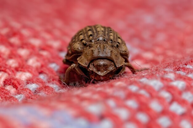 Coléoptère brésilien de l'espèce Omorgus suberosus