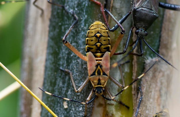 Un coléoptère brun sur l'accent peu profond de la plante de bambou