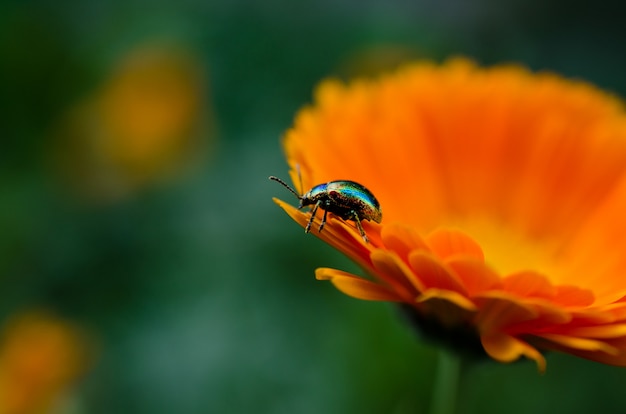 Coléoptère Coloré Assis Sur Une Belle Fleur Orange