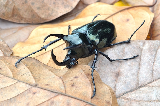 Coléoptère Dans Les Feuilles Sèches