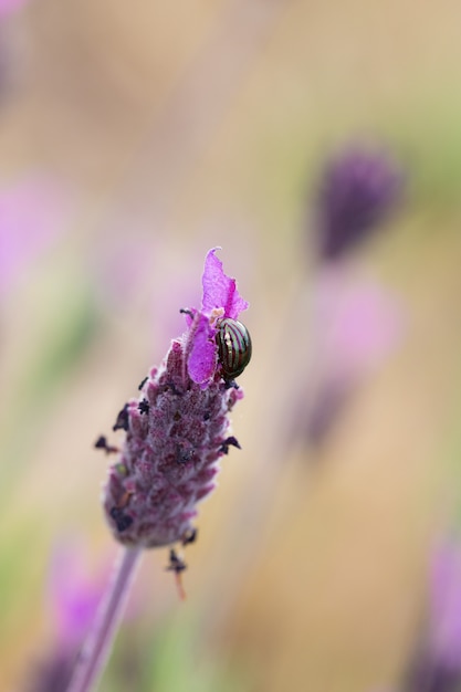 Coléoptère dans son environnement naturel.