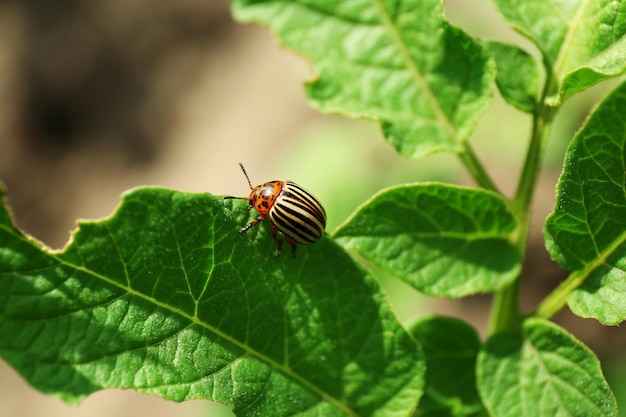 Coléoptère du Colorado sur les feuilles de pomme de terre en gros plan de jardin