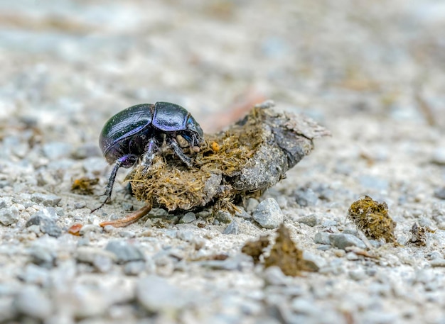 Le coléoptère de l'écume en gros plan