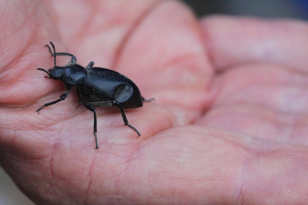 Coléoptère à l'état sauvage