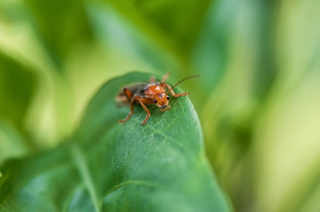 Un coléoptère sur une feuille verte, se bouchent.