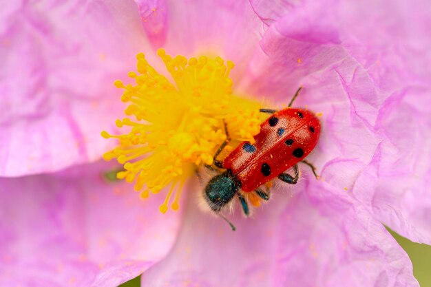 Coléoptère Hycleus scutellatus Malaga Espagne