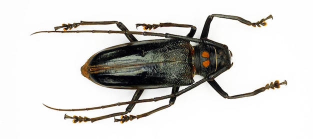 Coléoptère isolé sur blanc. Longicorne noir Batocera bruyni macro, coléoptères de collection, insectes