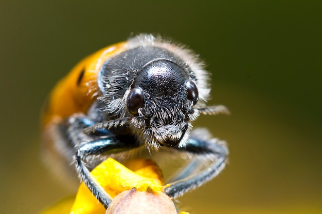 Coléoptère (Lachnaia paradoxa)