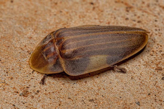 Coléoptère luciole adulte