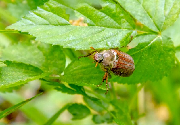 le coléoptère de mai assis sur une brindille