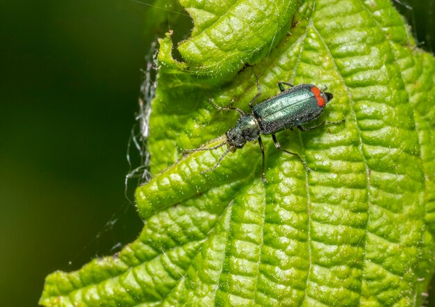 Le coléoptère malachite