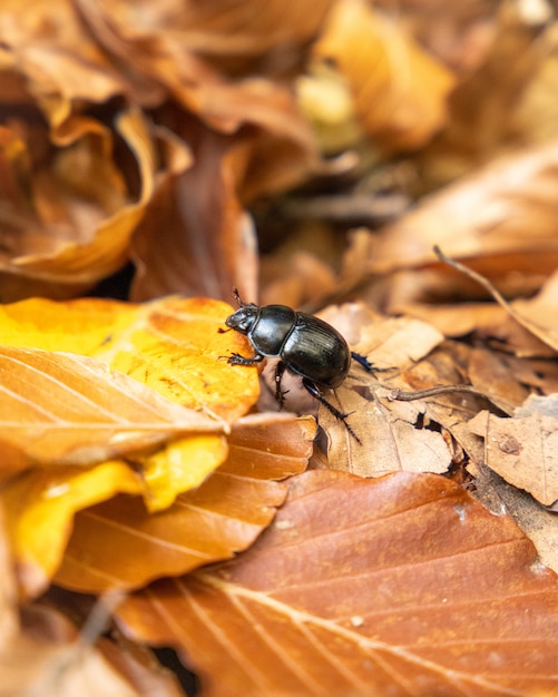 Coléoptère noir sur les feuilles d'automne orange