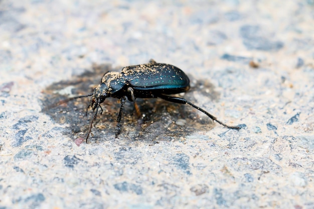 Coléoptère noir marchant sur la route