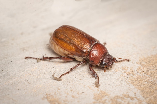 Coléoptère phyllophaga gros plan macro photo premium