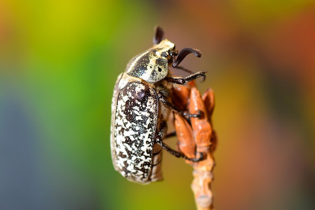 Coléoptère Polyphylla fullo sur la paille