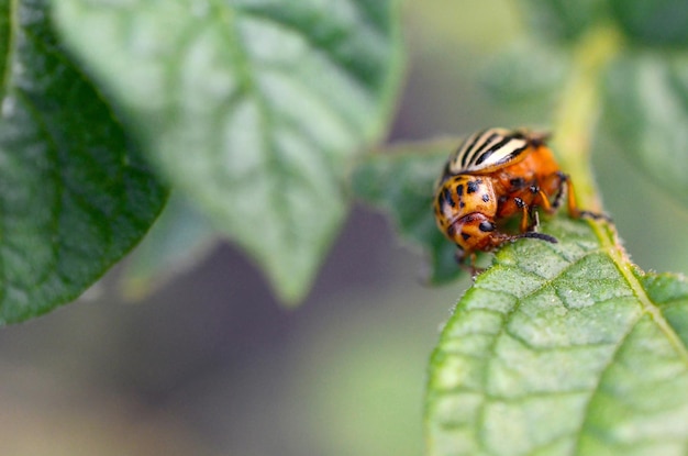 Le coléoptère de la pomme de terre Leptinotarsa decemlineata qui se glisse sur les feuilles de pommes de terre