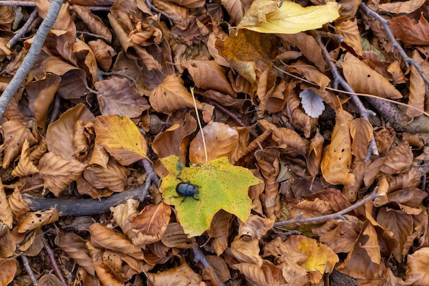 Coléoptère sur quelques feuilles sèches dans la forêt