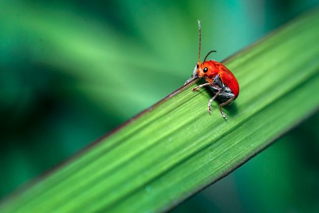 Photo coléoptère rouge sur la feuille