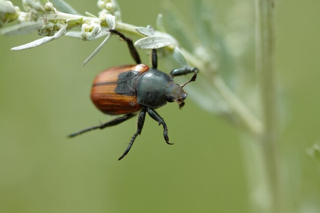 Coléoptère sur la tige de l&#39;herbe. Vue de la macro