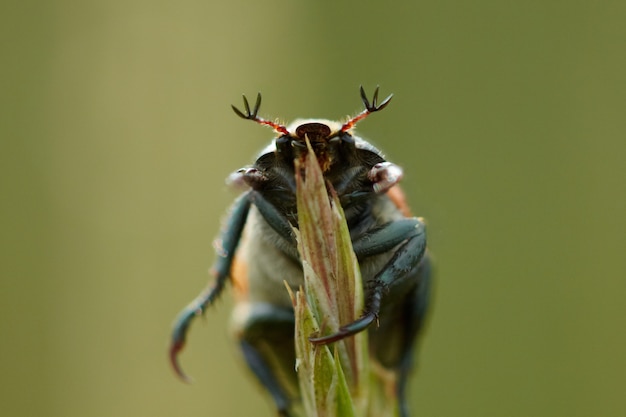 Coléoptère sur la tige de l&#39;herbe. Vue de la macro