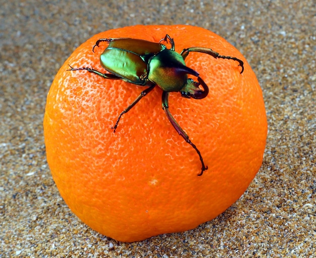 Coléoptère tropical vert métallique coloré Theodosia rodriguesi sur orange. Élevage de coléoptères. Cétoinidés