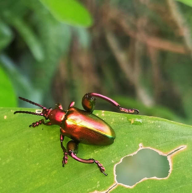 Photo un coléoptère vert avec une bande verte et orange sur le dos est assis sur une feuille.