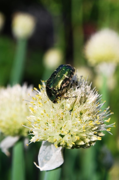 Un coléoptère vert est assis sur une fleur avec un fond vert et noir.