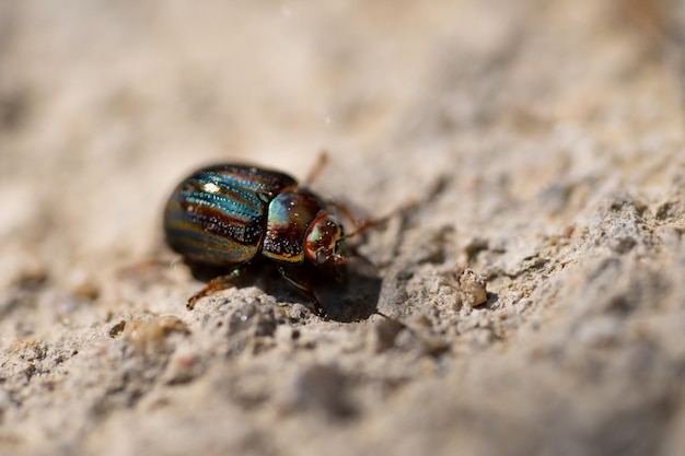 Photo un coléoptère vert sur un mur de pierre dans le jardin.