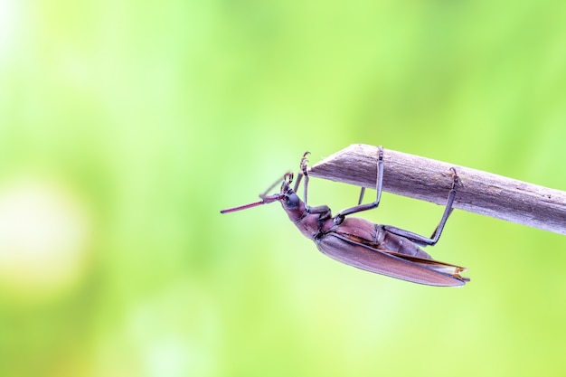 Coléoptère volant