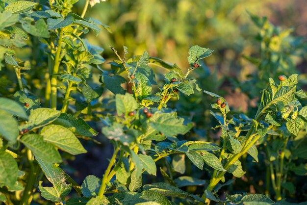 Coléoptères du Colorado cultivant des pommes de terre comme produit alimentaire