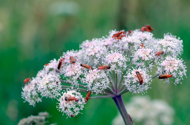 Photo coléoptères de l'espèce rhagonycha fulva sur une fleur impliquée dans la pollinisation