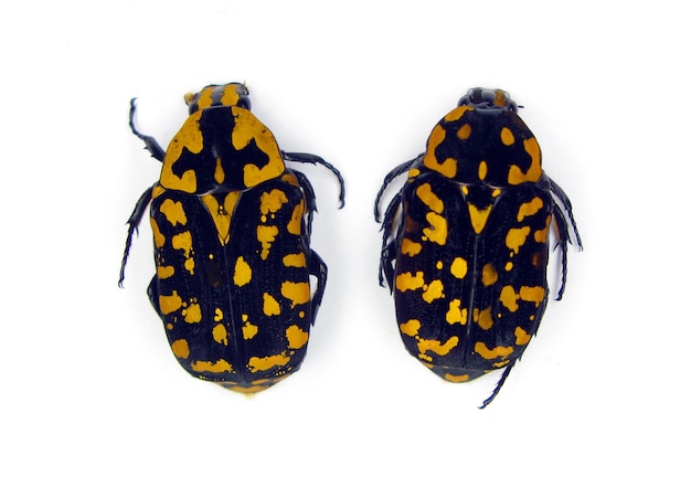 Coléoptères de fleurs inhabituels noirs avec des taches orange Euchroea vadoni isolés sur blanc. Coléoptères de collection