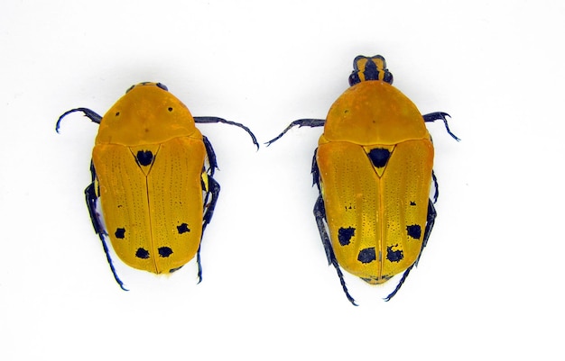 Coléoptères isolés sur blanc. Fleur d'or jaune coléoptères Euchroea auripigmenta macro. Insecte Cétoinidés