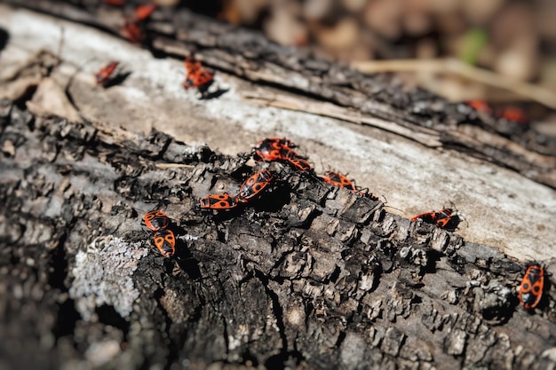 Les coléoptères Redblack rampent sous l'écorce de l'arbre