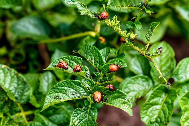 Coléoptères rouges sur les feuilles de pomme de terre