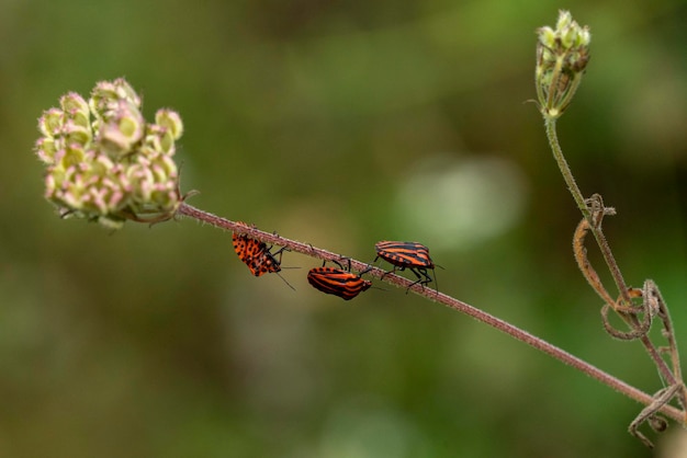 Coléoptères rouges sur une fleur