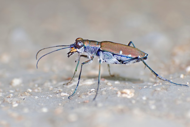 Coléoptères Tigre Cicindelidae Macro Gros plan