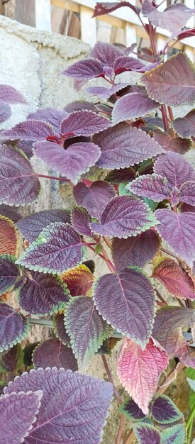 Photo coleus plant pris d'un angle rapproché