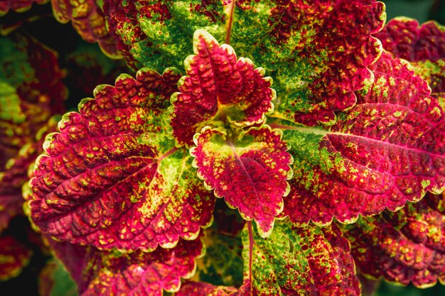 Photo coleus rouge laisser