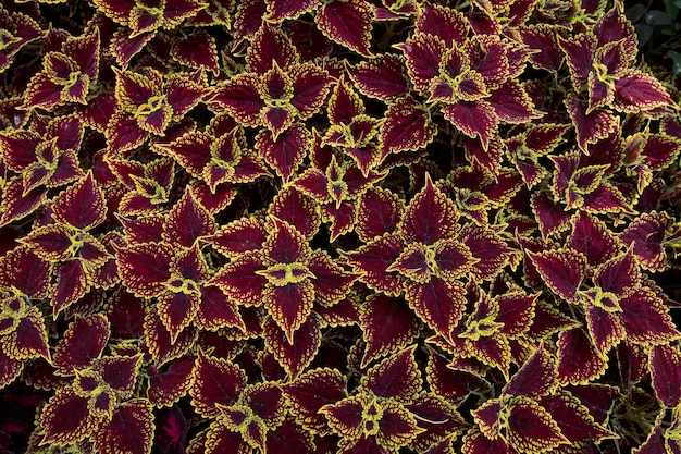 Coleus - Wizard Scarletfond De Plantes Naturelles. Texture Abstraite.