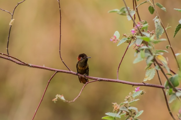 colibri sur une branche