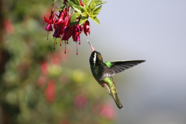 Colibri Colibri