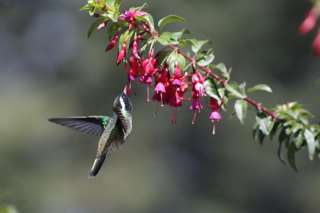 Photo colibri colibri