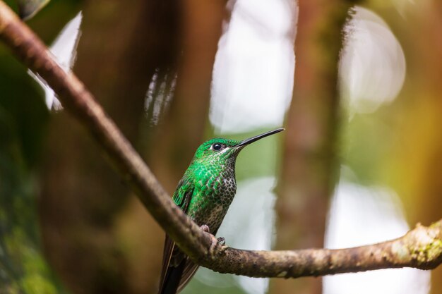 Colibri coloré au Costa Rica, Amérique centrale