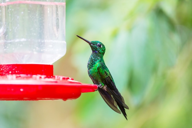 Colibri coloré au Costa Rica, Amérique centrale