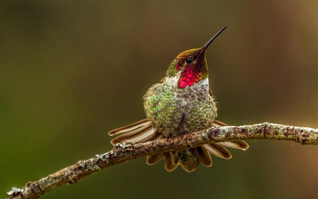 un colibri est assis sur une branche avec un fond flou