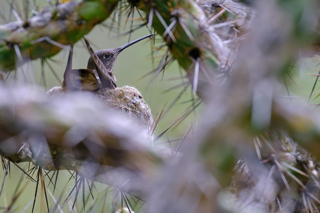 Photo colibri géant patagona gigas incubant ses œufs dans son nid dans un cactus épineux