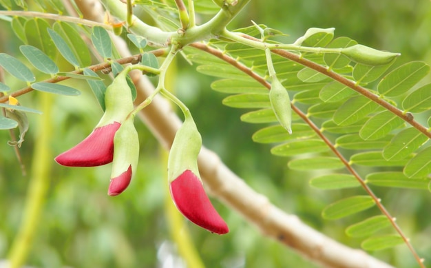 Colibri de légumes Sesban Agasta (Sesbania grandiflora Desv. au nom scientifique ou Dok Kae en thaï)