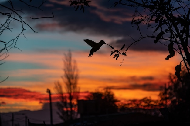 Photo colibri et un magnifique coucher de soleil