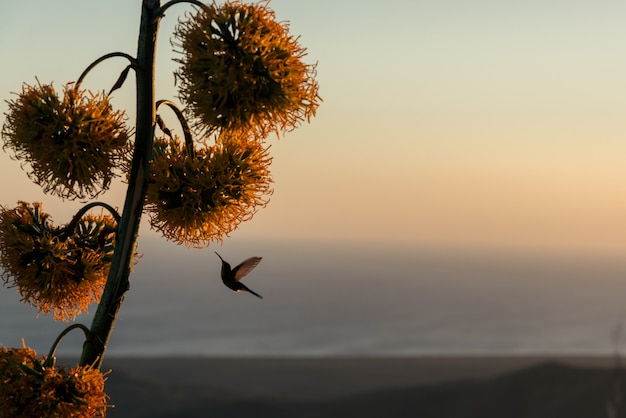 Colibri plane près de fleur tropicale au coucher du soleil